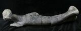 Excellent Allosaurus Femur From Colorado - With Stand #26475-1